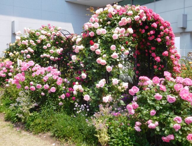 　毎年山口宇部空港に薔薇を見に行っていますが、今年も行きました。<br />１回目は５月６日に実家の草刈りの前に行きました。<br />その時はアーチのピエール・ド・ロンサールは咲いていませんでしたが、１回目はばっちり。華やかでした。<br />２回目は友達と一緒に４人で行きました。<br /><br />毎年同じような写真です。