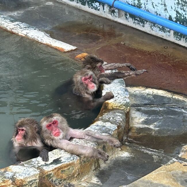 表紙は湯の川温泉にお猿さんが入っている「函館市立熱帯植物園」の中です。<br />前日は午後から吹雪に成り、宿の隣の東南植物園には行けませんでしたが、翌朝のチェックアウト後に尋ねました。<br /><br />日本国中でもお猿さんが温泉に浸かっている姿を撮影する事は困難ですが、此処もそう有名だった訳では無いと思いますが、ほぼこれだけを見る為に、多くの外国の方々がいらしていました。<br /><br />函館から遠くない温泉、湯の川温泉は、函館空港にほど近く、JR函館駅からも市電やバスで３０分も掛からず来れるところです。<br /><br />海沿いなので塩化物泉が多いと思いますが、暖まる温泉です。<br />日帰り温泉も有るようです。<br /><br />旅行記　函館１日目　　https://4travel.jp/travelogue/11885039<br />　　　　　　２日目　　函館観光　https://4travel.jp/travelogue/11886892<br />　　　　　　２泊目　　湯の川温泉　此処です★<br />　　　　　　３日目　　　未完<br />　　　　　　３泊目　洞爺湖温泉編　未だ未完<br />　　　　　　４日目　洞爺湖観光　未完　<br />　　　　　　４泊目　登別温泉編　https://4travel.jp/travelogue/118867<br />　　　　　　５日目　新千歳空港から帰宅