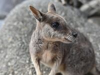 野生動物に沢山出会えたケアンズ旅