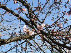 信濃桜が開花しています