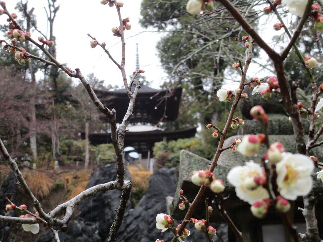 梅の花が咲き始めたので久しぶりに訪れた石山寺はまたまた雨、雨にも負けず石山寺階段上りのあとは　寿長生の郷のランチと梅まつりを楽しみました。