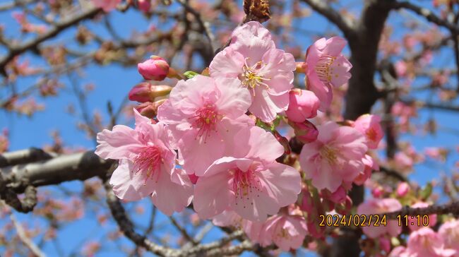 2月24日、午前11時過ぎにふじみ野市鶴ケ岡中央通り付近で咲き始めた河津桜を見に行きました。　久し振りの晴天で河津桜はとても美しかったです。<br /><br /><br /><br />*写真は咲き始めた河津桜