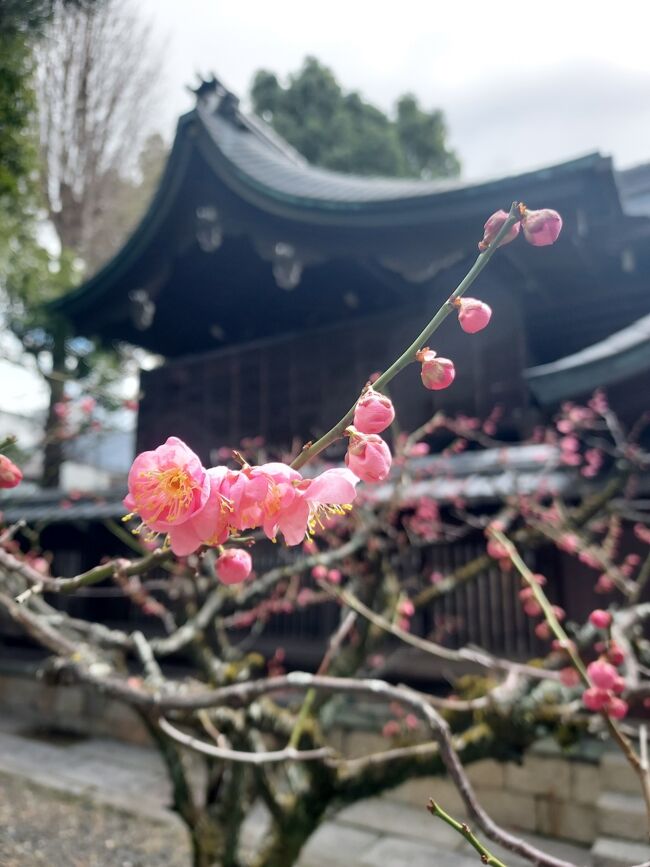 ２月初めの京都です。