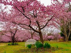 大神ファームの河津桜とミモザ　2024