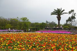 どんより天気だけど、綺麗なお花がいっぱいの和泉リサイクル環境公園