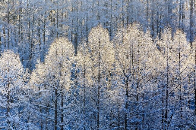 　2月8日から10日間の日程で、厳冬期の美瑛へ行ってきました。もちろん今回も写友のＹ氏と一緒。彼の家で居候をしながら写真三昧の日々を過ごしました。昨年同時期に来たときは天候にも恵まれ、長年の夢であった「サンピラー」や「ダイヤモンドダスト」、「霧氷」などの写真が撮れたので『夢よもう一度！』というわけですが、風景写真は自然が相手。今回もあてにならない美瑛の天気に振り回されることになりました。<br />　なお、この旅行記は2回に分けてお届けします。先ずは前編、8日から12日までの記録です。