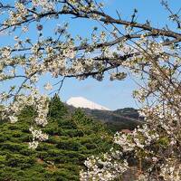 川奈ホテル、河津桜をみたくて。