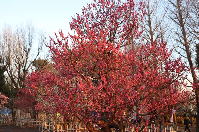 2024年2月は気温の変化が激しいですね。世田谷区の羽根木公園でせたがや梅まつりが開催される初日は春の様に暖かかったので、途中世田谷公園などに立ち寄りしながら羽根木公園へ観梅に行って来ました。この日までは全体的に暖冬だったので梅の開花は例年よりも早く、梅まつりが開催されたばかりでしたが、早咲きの梅は満開、遅咲きの梅は咲き始めでした。<br />羽根木公園はその昔、六郎次という鍬や鎌を造る鍛冶屋が住んでいたことから「六郎次山」と呼ばれていました。<br />また大正時代末期、敷地の一部が根津財閥の所有であったことから「根津山」とも呼ばれるようになり、土地の人達には、今なお「根津山の公園」、あるいは「六郎次山」と呼ばれています。<br />羽根木公園は全体が小高い丘になっており、南斜面地は笹が生い茂っていましたが、昭和42年、世田谷区議会議員に当選した55名の方々により、55本の梅の記念植樹が行われました。<br />その後、昭和46年の東京都100周年記念や、翌昭和47年の世田谷区制40周年などの記念植樹を経て、現在は紅梅270本、白梅380本の650本を数える都内でも屈指の観梅の名所となっています。