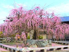 福岡まで梅の花を見に行ってくる梅（ばい）　お座敷盆梅『梅花園』