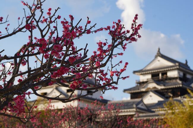 9か月ぶり4回目の松山へ3日間の旅。<br />（意外と行ったばかりだった…！）<br /><br />愛媛マラソンをエントリーしたのですが、見事落選！！<br />すごく走りたかったので悲しい…。<br />一緒にエントリーした相棒さんは当選したので、応援旅ということにしてみきゃんに会いに（？）行ってきました～( ´∀｀ )<br /><br />まずは1日目の旅行記です！