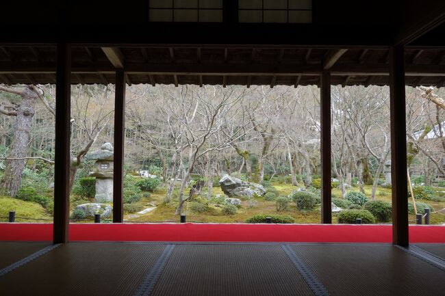 東山の桜の名所を訪ね歩いた後、さらに北上し一乗寺に到着。<br />しっかりとラーメンを食べて、歩き回るためのエネルギーを補給。<br /><br />一乗寺を訪れた目的は、桜の名所ではないけれど、<br />紅葉に赤く染まる庭園の写真を見て、一度訪れてみたかった圓光寺。<br />圓光寺近郊にある曼珠院も訪問します。