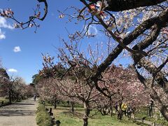 梅まつりin 偕楽園→カキフライ定食→大洗海岸、ふたたび。