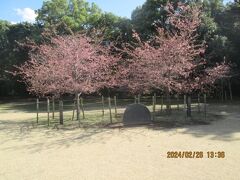 柏市の柏の葉公園・御手植え河津桜・2024年