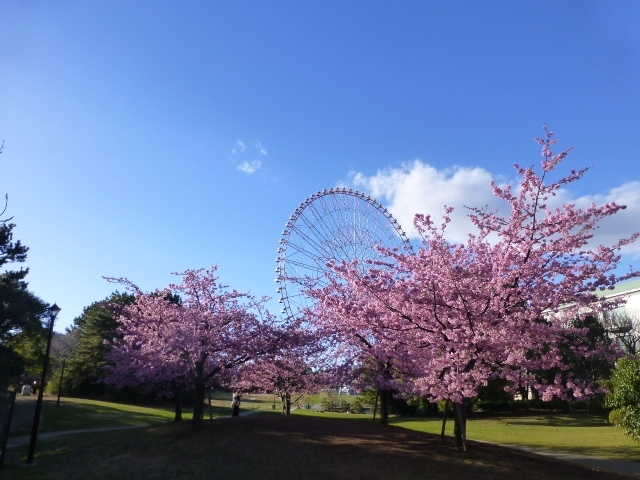 都内でも見ごろになってるというので河津桜が咲いてるところ目指して、都立公園巡りです。<br /><br />都立公園でなくても咲いてるところあるだろうという意見はあるでしょうが、3月末で終わる都立公園150週年記念のスタンプラリーで、30か所の公園クリアー目指しているのでそのために都立公園訪問です。<br /><br />本日のコース<br />上野公園→林試の森公園→代々木公園→葛西臨海公園でした。<br /><br />上野公園は１５０周年記念のピンバッチもらいに寄ったのですがすでに銀と金は品切れと言われてがっかり。<br />さくらの咲き具合は寒桜は終わり、寒緋桜はこれから、公園口のオオカンザクラは咲きはじめ２～3分咲きといった感じです。<br /><br />林試の森公園<br />ここは朝の情報番組で、河津桜満開と情報を得ていたので安心していきました。<br /><br />代々木公園<br />河津桜満開です。ここには銀のピンバッチもらいに行った。<br /><br />葛西臨海公園<br />河津桜満開。