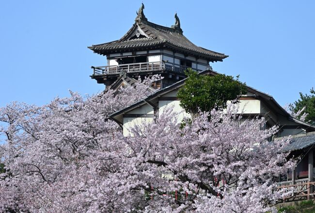 2022年の春の週末、桜が見頃の福井県と滋賀県を、１泊２日の弾丸で巡る旅へ。<br />旅の２日目は、朝の８時前に「福井駅」近くのホテルをチェックアウトし、ここからはレンタカーにて、福井近郊の気になるスポットを順に訪れてみることに。<br /><br />最初に訪れたのが、江戸時代初期に建てられた天守が今も現存する「丸岡城」で、お城が築かれた小高い丘一帯が「霞ヶ城公園」として整備されており、約400本のソメイヨシノが咲き誇る桜の名所でもあります。<br />そして引き続き、曹洞宗の大本山で禅の修行道場として知られる「永平寺」へと向かい、広大な境内に建ち並ぶ「七堂伽藍」を中心に参拝していきます。<br /><br />色鮮やかな桜に包まれ華やかな景色が広がる城跡と、古色で凛とした雰囲気漂う修行の場たる禅寺という、対照的なコントラストを描くスポットを巡ることができました♪ <br /><br /><br />〔2022福井＆滋賀へ弾丸さくら名所巡りの旅（2022年４月）〕<br />●１日目①：長浜城跡／豊公園（日本さくら名所100選）<br />　https://4travel.jp/travelogue/11883015<br />●１日目②：福井城跡（続日本100名城）／養浩館庭園（名勝庭園）<br />　https://4travel.jp/travelogue/11883807<br />●１日目③：足羽川桜並木（日本さくら名所100選）／足羽神社<br />　https://4travel.jp/travelogue/11886006<br />●２日目①：丸岡城（日本100名城）、霞ヶ城公園（日本さくら名所100選）／永平寺【この旅行記】<br />●２日目②：越前大野城（続日本100名城）<br />　https://4travel.jp/travelogue/11891018<br />●２日目③：一乗谷朝倉氏遺跡（日本100名城）<br />　https://4travel.jp/travelogue/11892348<br /><br />〔現存12天守登城記〕<br />●彦根城（滋賀県彦根市）：https://4travel.jp/travelogue/11718422<br />●姫路城（兵庫県姫路市）：https://4travel.jp/travelogue/11593194<br />　　　　　　　　　　　　　https://4travel.jp/travelogue/11601496<br />●松江城（島根県松江市）：https://4travel.jp/travelogue/11478799<br />●宇和島城（愛媛県宇和島市）：https://4travel.jp/travelogue/11644895<br />●高知城（高知県高知市）：https://4travel.jp/travelogue/11567369