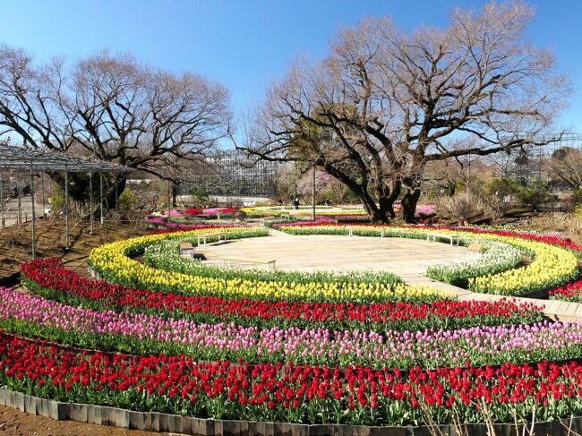 栃木県足利市の「あしかがフラワパーク」では、チューリップが綺麗に咲き始めていました。<br /><br />正面ゲートから入って左側（南側）の「フラワーステージ」と、西へ少し歩いて「ローズガーデン」の南側の「四季彩のステージ」に、チューリップが咲き始めています。まだ開花の途中で、ツボミも沢山ありますが、ツボミも色付いていて、すでに綺麗でした。<br /><br />南の山のウメ達（ロウバイ、紅梅、白梅）は、花は未だ残っていますが、だいぶ散り進んでいて、見頃はやや過ぎた印象でした。