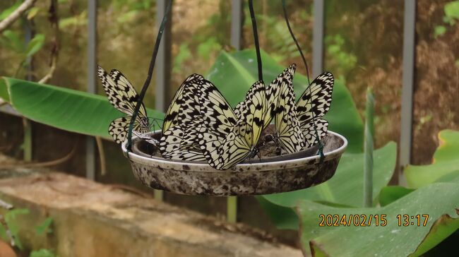 2月15日、午後1時過ぎに由布島にある蝶園に入りました。4年前にも訪問していますが、今回は時間があったのでゆっくりと観察できました。オオゴマダラチョウの蛹や羽化した成虫が沢山見られました。そのたスジグロカバマダラ、リュウキュウアサギマダラ、キチョウ、が見られました。<br />蝶園で楽しんだ後、午後2時頃に由布島を出発して星砂の浜へ行きました。<br /><br /><br />*写真は吸蜜に集まったオオゴマダラチョウ