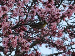 おかめ桜が見頃になりました