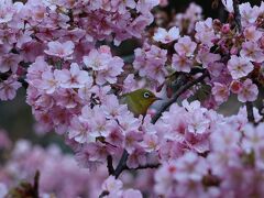 河津桜咲く林試の森公園周辺をブラブラ　2024年2月