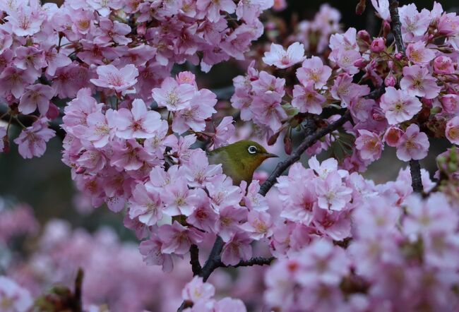 ほぼ毎年河津桜が咲く頃に林試の森公園を訪れています。<br />今年は行くのが少し遅くなってしまい、若葉が出始めていました。<br />それでもまだ蕾もあり充分美しい河津桜を愛でることが出来ました。<br />河津桜には、メジロ、ヒヨドリ、インコなどが花の蜜を吸いに集まっていました。<br />林試の森公園の後、目黒不動尊などを参拝してきました。