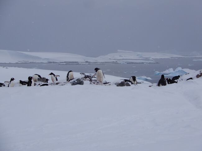 南極クルーズも当初のスケジュールがドンドン変更になりました。<br />Nikonの写真もやっとPCに移行出来ましたが、枚数が多く処理に時間が掛かっています。<br />気晴らしに氷山に続いてペンギン特集にしました。<br /><br />ペンギンは「ペンギン科」で鳥類に属していますが、<br />翼は水中での泳ぎに適応しており、空中を飛ぶために必要な構造を持っていません。<br />2,3日前に南極でペンギンが鳥インフルエンザが発生したと聞きました。<br />そうなんだ、ペンギンは鳥なんだーと実感しました。<br /><br />ペンギンは世界中に18種程生息し、野生のものは南半球に分布しています。<br />南極では主にコウテイペンギン、アデリーペンギン、ジェンツーペンギン、<br />ヒゲペンギンという４種類のペンギンが子育てをしているそうです。<br />その内、極寒の南極「大陸」で子どもを産み育てて繁殖を行うのはコ<br />ウテイペンギンとアデリーペンギンの２種類だけになります。<br />ジェンツーペンギン、ヒゲペンギンは南極「半島」を中心に分布している<br />ようです。<br /><br />ペンギンは、南米、南アフリカ、オーストラリア、そしてニュージーランド等の幅広い地域に生息しています。<br />南半球の温暖な地域に生息している種や、ガラパゴスペンギンのように<br />赤道近くで見られる種もおり、一般的な認識とは異なり、<br />全てのペンギンが寒い場所に住んでいるわけではありません。<br /><br />以前、フォークランド諸島でキングペンギンの何万匹かのコロニーを<br />見ていますので、迫力に欠けますが<br />とても可愛いペンギン達をご覧下さいませ。<br />此処では、アデレーペンギン、キングペンギン、ヒゲペンギンが登場します。<br /><br />壮大な大自然と野生動物の宝庫の南極大陸は、<br />何時でも後世に残したい人類共通の財産だと言われています。<br />ノルウェーのアムンゼン隊とイギリスのスコット隊が南極点到達を果たして<br />から約100年 南極はいまだ未知の大陸です。<br /><br />私が今回訪れた南極の季節は、初夏（日本の季節は冬）<br />厳しい自然の中でも比較的安定した季節でした。<br />今回はル・コマンダンショルコーと言う砕氷船を利用しての旅です。<br />南極の西沿岸部を南下しました。<br /><br />今回の南極への船旅も驚異と感動の連続でした。<br />可愛いペンギン達、悠々と泳ぐ親子連れのクジラやシャチ、<br />氷山に寝そべってまるで日向ぼっこをしているかのようなアザラシ等、<br />厳しい自然界の中で逞しく生きる野生動物達にも感激！<br />洋上に浮かぶ壮大なスケールのテーブル状氷山二何度も感動して、<br />美しい大自然の神秘を体感出来ました。<br />本当にペンギン可愛かったです。<br />