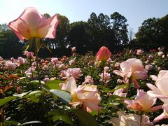 薔薇とダリアが見頃 in 神代植物公園　