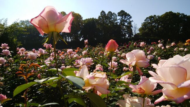 11月上旬<br />晴れて暖かく、いい～季節。薔薇が見頃<br />そうだ、薔薇を見に行こう！<br /><br /><br />★神代植物公園<br />～1961年開園。ばら園本園はサンクンガーデン（整形式沈床庭園）と呼ばれる、庭園中央部分が低く左右対称に成形された庭園様式。<br />ばら園には約400品種、5200株の薔薇が植栽されている