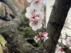 春の東京をぶらぶら ３月前編