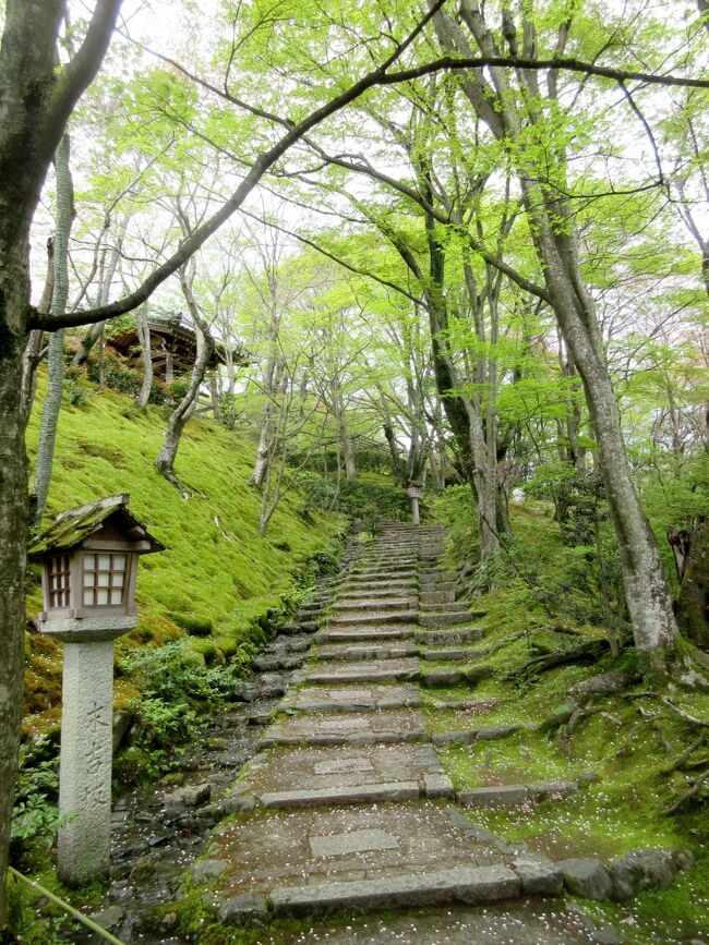 京都の旅2017　常寂光寺、竹林の小径