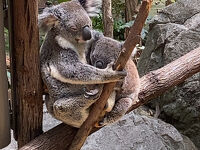 ２日目　オーストラリア　ゴールドコースト　動物園