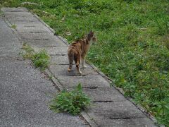 猫探し【沖縄・自転車で多良間島一周編　その2】