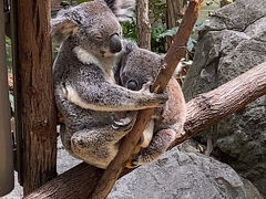 ２日目　オーストラリア　ゴールドコースト　動物園