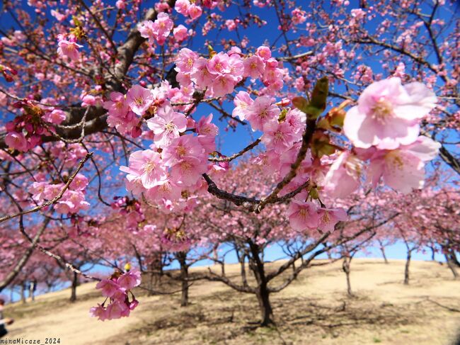群馬県伊勢崎市の「伊勢崎みらい公園（旧 いせさき市民のもり公園）」へ、河津桜を見に行きました。<br /><br />公園の南側、「くさぶえの丘」の南面に植栽された河津桜は、だいぶ咲き進んでいましたが、まだツボミが多く、３分咲きくらいの印象でした。開き始めのツボミも色付いていて、全体の景色は華やかでした。<br /><br />東側の庭園の白梅は散り進んでいて、枯れた花も目立ち、最盛期は過ぎていましたが、青空に恵まれたこともあって、遠目には綺麗でした。