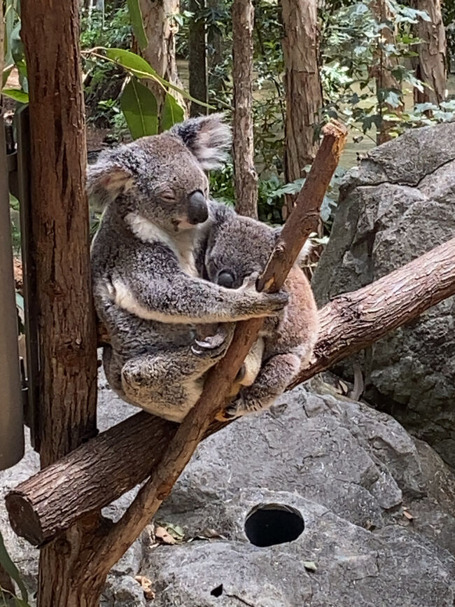 ２日目　オーストラリア　ゴールドコースト<br /><br />動物園に行きコアラを抱っこしたい<br /><br />ウォンバットをみたい<br /><br />画像少ないのは日本出発直前まで風邪で寝込んだ病み上がりだからでした<br />