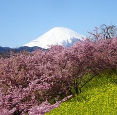 # 河津桜