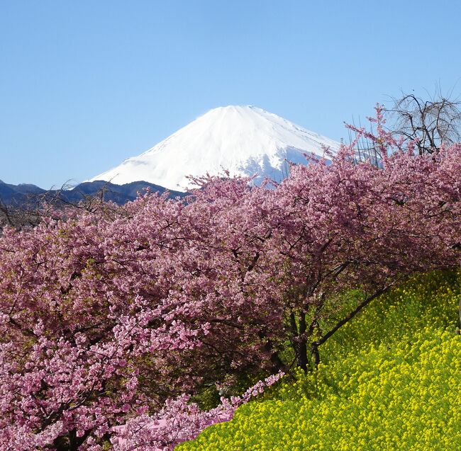 まつだ桜まつり 　河津桜と菜の花と富士山（2月27日）<br />神奈川県松田の西平畑公園に咲く、河津桜が満開で、連日テレビなどで放映されている。３年続けて訪れた。<br />河津桜と菜の花のコラボが素晴らしく、富士山とのコラボも期待したい。松田山ハーブガーデンのある松田山の斜面に、約３６０本の河津桜が濃いピンク色の花を咲かせる。同時に、斜面には菜の花も見事な黄色の絨毯を敷いて、濃いピンクの桜との競演は素晴らしい。また、快晴の元富士山がくっきりと見えた。