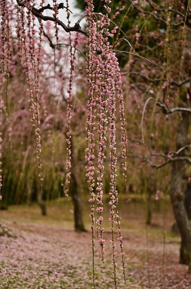 　いにしえの｢花見」といえば、梅の花見だったという。故事に倣って有名な梅林が多い奈良へ花見ツアーを敢行した。奈良旅行と言えば奈良市内がメインだが、今回は大和郡山、吉野山、五條市など南部にも足を伸ばした。