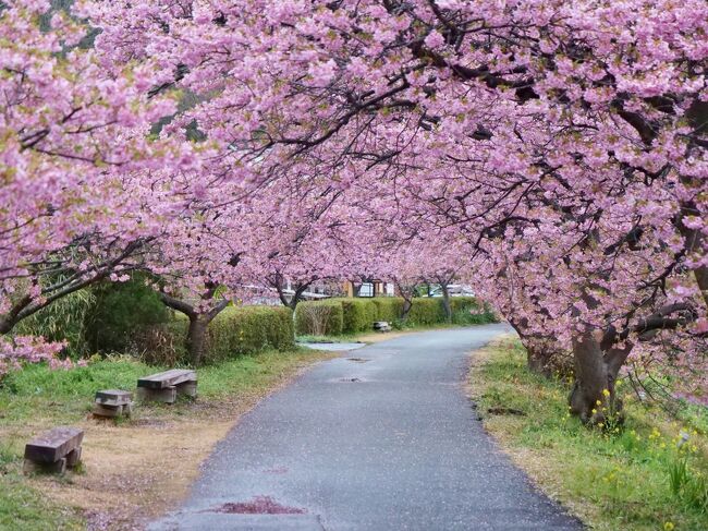 ■テーマ<br />伊豆二大桜まつりで桜を愛でる！！<br />■1日目の目標！<br />＊伊豆に向かう前に鎌倉経由で美味しいものを食べる！<br />＊鶴岡八幡宮へ参拝<br />＊体力温存<br />■2日目の目標！<br />＊河津桜まつり<br />＊伊豆の美味しいものを食べる！<br />■天気・気温[最高/最低]（ざっくり）<br />1日目<br />(鎌倉)：曇り・18℃/9℃<br />2日目<br />(網代)：雨・18℃/12℃<br />(石廊崎)：曇り→雨・19℃/14℃<br />■服装<br />1日目：ワンピース、薄手ラムウールセーター、マウンテンパーカー、スニーカー<br />2日目：薄手ラムウールセーター、ワイドパンツ、マウンテンパーカー、スニーカー<br />※備考※<br />暑いのも寒いのも大の苦手<br />■概要<br />今回は伊豆ひとり旅！<br />宿泊地下田までは遠いので、鎌倉周辺で一泊♪<br />まずは利便性のいい藤沢駅に宿をとってしゅっぱーつ(｡o`・Д・)oGo!GO!!<br /><br />はたして無事に鎌倉で美味しいものは食べられたのか！？<br />＞＞続きは写真で<br />----------------スケジュール----------------<br />[1日目]<br />13:27 鎌倉駅到着<br />13:35-14:05 オクシモロンコマチ<br />14:10-14:28 鶴岡八幡宮<br />14:45- 鎌倉＞伊豆へ<br />17:00 オーベルジュ ル・タン到着<br />[2日目]<br />10:20 チェックアウト<br />10:37-11:30 伊豆高原 旅の駅 GRANPAL PORT<br />11:58-12:30 大衆磯料理 磯辺<br />13:35-16:30 下田海中水族館<br />17:00-18:40 みなみの桜と菜の花まつり<br />19:20-19:55 南京亭<br />20:10 ホテルマルセイユcheck in<br />---------------------------------------------<br />表紙：みなみの桜と菜の花まつり