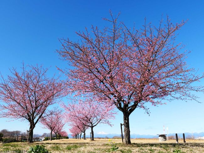 群馬県伊勢崎市の「島村蚕のふるさと公園」へ、河津桜を見に行きました。花は咲き進んでいて３分咲きくらい、ツボミも色付いているので、春らしい華やかな景色でした。<br /><br />伊勢崎市の南端、境島村地区は利根川の改修で南北に分かれ、南側は群馬県の飛び地になりました。嘗ては、南と北とを結ぶ「島村渡船」が運行されていましたが、数年前に廃止されました。<br /><br />この南側の地区に、世界遺産「富岡製糸場と絹産業遺産群」の構成遺産「田島弥平旧宅」や養蚕農家群があります。また、県境を越えた南側は、渋沢栄一の生家やそのゆかりの地が点在しています。それらの観光の利便性向上の為（と思います）に、駐車場とトイレを備えた「島村蚕のふるさと公園」が造成されました。併せて、隣接する利根川の土手に河津桜が植栽されました。