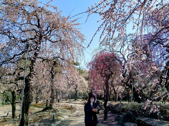 1月から3月まで京都市では、京都市と京都観光協会が主催する「京の冬の旅」が行われ、普段は非公開の文化財が特別公開されます。<br /><br />一昨年、昨年と二年続けて旅友Mちゃんと１月に訪問して静かな冬の京都を楽しみました。<br /><br />昨年、二月末の京都訪問で見ごろの梅と遭遇したMちゃんから梅の時期の京都訪問を強く勧めらたので、今年の京都は２月末に訪問することになりました。<br /><br />初日はまず、城南宮の素晴らしい枝垂梅を堪能しました。(旅行記①)　その続きの旅行記です。<br /><br />一日　城南宮のしだれ梅・・・①