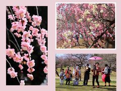 2024年　見頃な平芝公園のしだれ梅＆昔懐かしチンドン屋さん♪