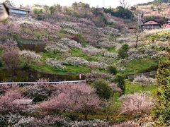 奈良・梅花ツアー〝2日目・ 賀名生梅林＆五條編〟