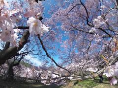2023年 高遠の桜の満開が早く、青春18きっぷの利用が出来、道中での花見を満喫できた
