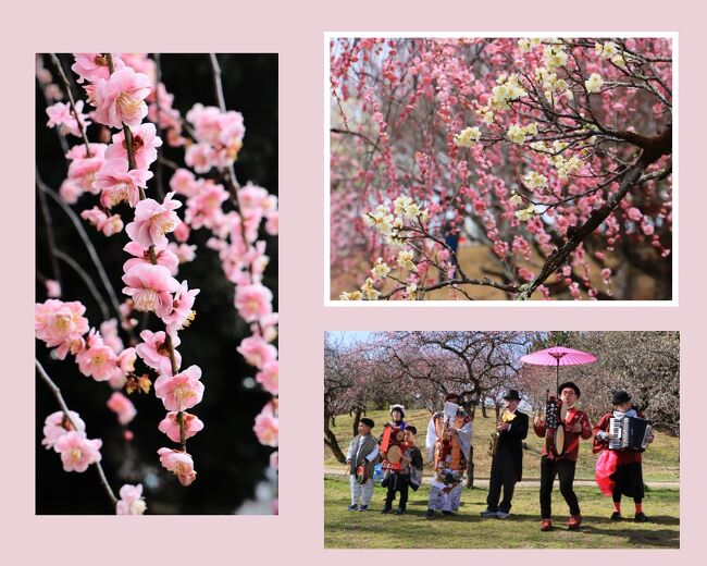 広さ6.28万平方ｍの広大な平芝公園には、寒紅梅など37種、約530本の梅の木があります。<br />種類によって開花の時期が異なるため、2月中旬から3月中旬までの長期間にわたって梅の花が見られて、見ごたえのある梅園です。<br /><br />去年も見た殿姫チンドンが出演する日は、おそらく梅も終わりに近いだろうと、８日前に撮ってきた見頃の時期の写真と、３日の日のチンドン屋さんと合わせて１冊にまとめてみました。<br /><br /><br />春を呼ぶ、しだれ梅とチンドン屋さんの競演をお楽しみください。
