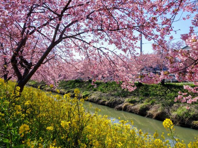 天気の良い日曜日。<br />和歌山旅行と仕事でまだ疲れが抜けきっていなかったけど、せっかくなのでどこか出かけたいなぁと思い、今が見頃の河津桜を見に行ってきました。