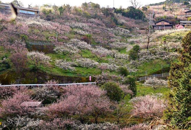 「奈良・梅林ツアー」２日目は、奈良県を代表する賀名生梅林に足を運んだ。山一面に広がる梅林のスケールは圧倒的だ。ふもとには南朝関連の史跡も。併せて五條市内の社寺、町並みなども散策した。帰途は吉野山に寄り、ここでしか買えない草餅と柿の葉ずしを購入した。