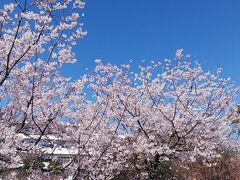 2024年3月3日満開の鎌倉大船の玉縄桜～小田原大漁桜～伊東大寒桜、横浜に1泊、伊東に1泊、神奈川編