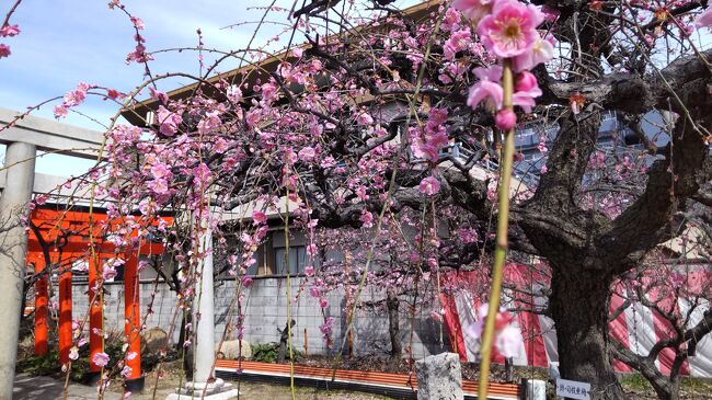 尼崎市の阪急塚口駅から阪神尼崎駅方面へ梅などの春の花を求めて散策しました。歴史ある神社にも参拝することができました。