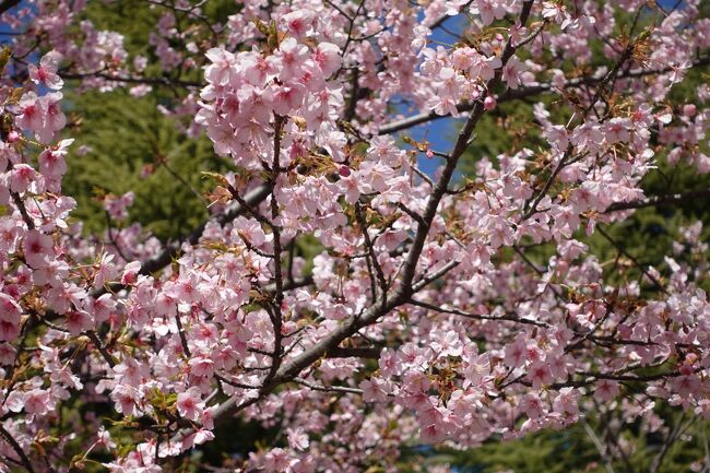 大谷田公園の梅林からケッタマシンでの帰り道。大層な運動不足につき、すでにヘロヘロですが…途中でなんか喰うてくかな。んで、途中にコーヒーの美味しい店あったっけか。