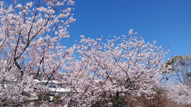 2024年3月3日から2泊3日で、2024年満開の桜 第5弾へ出かけました。<br /><br />3月3日は<br />鎌倉大船駅から歩いて15分くらいにある日比谷花壇大船フラワーセンターに、ソメイヨシノの実生から選抜された早咲きのオリジナル品種の玉縄桜を楽しみ、大船観音寺にはじめてお参りに行きました。その後関内から横浜馬車道付近を散策中に寒緋桜も見つけ横浜も楽しみました。<br /><br />3月4日は<br />再び大船駅前で少し玉縄桜を楽しみ、小田原に移動して酒匂川沿いの早咲きの大漁桜の桜並木を楽しみました、大漁桜は色が桜鯛に似ていて大漁を祈願して名付けられた美しい色の桜でした。小田原駅に戻り城下町の風情があるミナカ小田原で食事を楽しみ、小田原城、報徳二宮神社へ、城内にも大漁桜に寒緋桜が綺麗に咲いて一足早い春を満喫しました。<br /><br />今回玉縄桜に大漁桜2種の桜には、はじめて出会い、まだまだ新しい知らない桜もたくさんありそうですね！今回の旅行では5種類の桜、玉縄桜、河津桜、寒緋桜、大漁桜、大寒桜それぞれに美しい桜を楽しめました。<br /><br />宿泊したホテルは<br />1泊目　リッチモンドホテル横浜馬車道　　　　デラックスダブル26㎡<br />2泊目　ホテルハーベスト伊東　　　　　　　　ツイン29㎡<br />に宿泊し、両ホテルともお気に入りのホテルでゆっくり出来ました。<br /><br />旅行記は神奈川編と静岡伊東編の2本に分けてアップ予定です。はじめて見る人も多い桜だと思いますが、最後まで綺麗な桜を楽しんでください。<br />